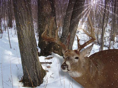 🔥 [50+] Whitetail Deer Screensavers and Wallpapers | WallpaperSafari