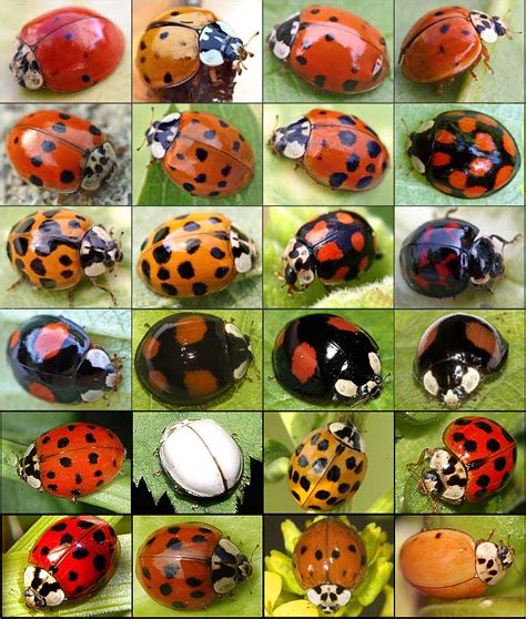 Ladybug with no spots or something else? It’s cute either way! : r/tinyanimalsonfingers