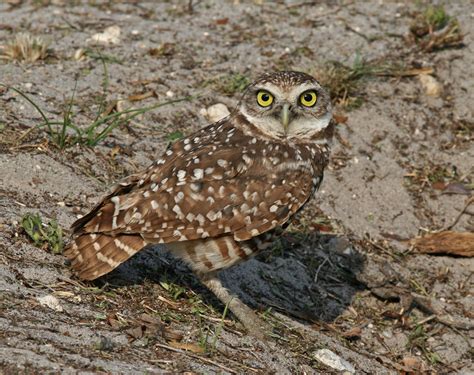 File:Burrowing Owl Florida.jpg - Wikimedia Commons