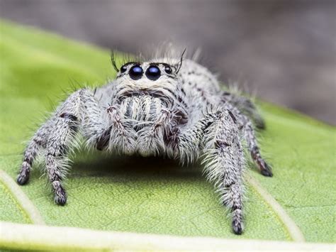 Female Jumping Spider (Hyllus giganteus) 12-18mm Thailand | Jumping spider, Spider art, Macro shots