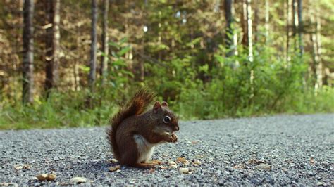 Squirrel Eating Peanuts on the Ground 4548579 Stock Video at Vecteezy