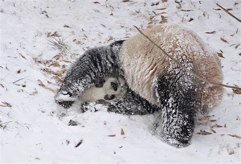 National Zoo giant panda enjoys area's first snow | Panda habitat, Zoo, Animals