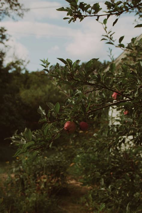 Close-up Photography of Apple Tree · Free Stock Photo