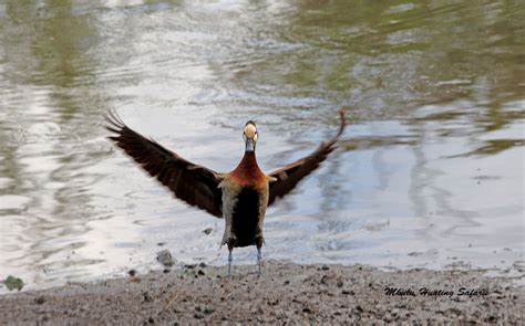 Bird hunting white face whistling duck – Mkulu African Hunting Safaris