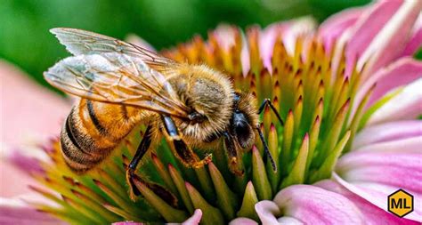 The Most Common Honey Bee Diseases - Mann Lake Bee & Ag Supply