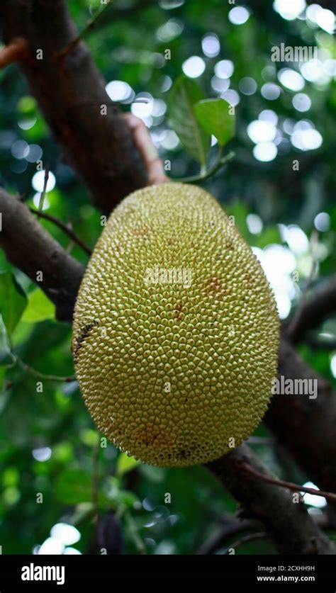 Buah nangka hi-res stock photography and images - Alamy