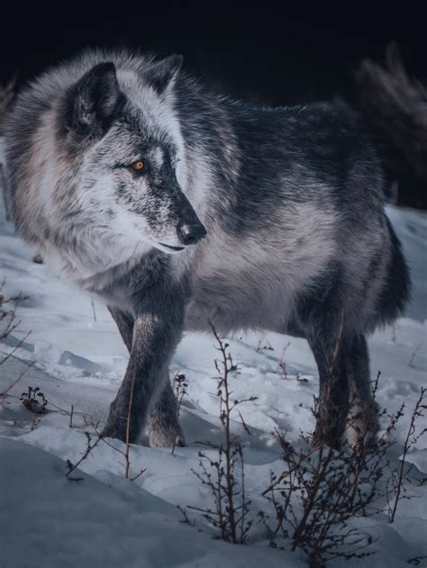 Rocky Mountain Wildlife Foundation. : r/Colorado