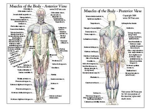 Anterior And Posterior Muscles Of The Body