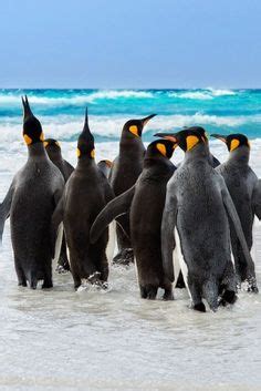 Penguin Facts, Penguin Parade, Penguin Pictures