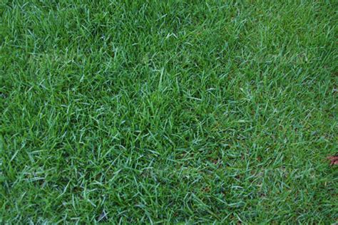 FREE 15+ Grass Texture Designs in PSD | Vector EPS