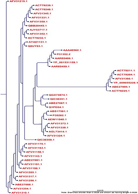 Phylogenetic tree showing the evolutionary divergence among the ...