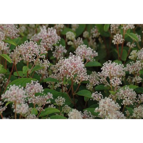 California Lilac - Pink-flowered Ceanothus - Ceanothus Pallidus Marie Simon