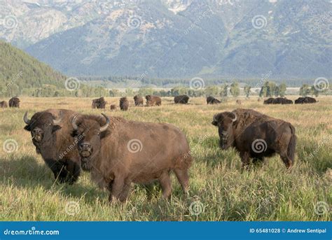 Bison Herd Grazing in the Open Grassland Stock Photo - Image of blue, eating: 65481028