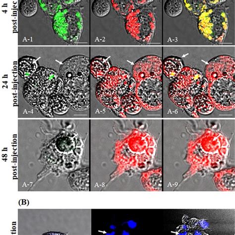 Reactivation of granulocyte lysosomes at 48 h post-injection. (A ...