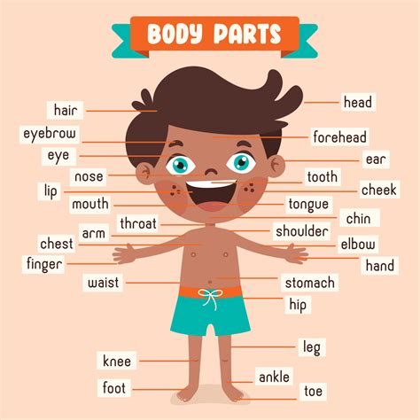 Cartoon Drawing Of Human Body Parts 13539461 Vector Art at Vecteezy