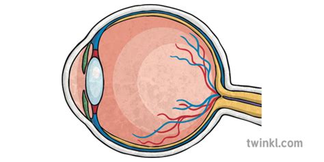 eye anatomy Diagram | Quizlet