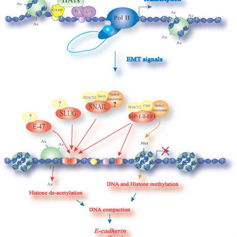 A model for the regulation of E-cadherin expression involving different ...