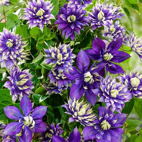 Spring Hill Nurseries 3 in. Pot Taiga Clematis Vine Live Potted ...