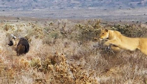 ‘Fantastic sighting’ of lion surprising hyena has unlikely outcome