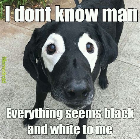 Black metal dog - Meme by Darielos :) Memedroid