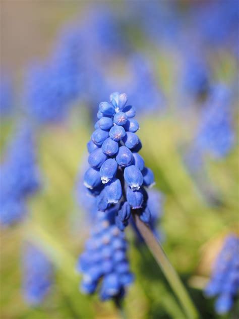 1080x1812 wallpaper | Common Grape Hyacinth, Muscari, Hyacinth, flower, purple | Peakpx