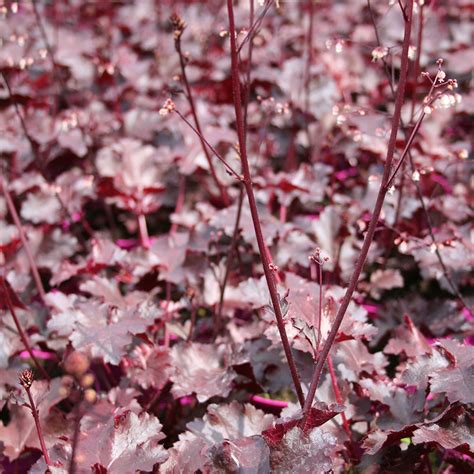 Heuchera Black Beauty