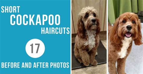 Short Cockapoo Haircut Styles: 17 Before and After Photos!