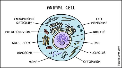 How Does DNA Work? | Science Me