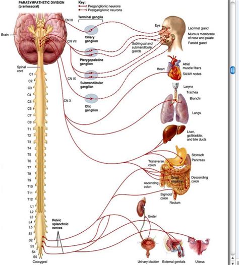 Flashcards - Chapter 15: The Autonomi Nervous System - Somatic nervous system Autonomic nervous ...