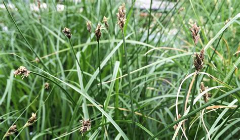 Sedges & Rushes | Center for Native Plants