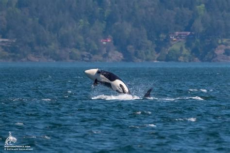 Whale Report: May 13, 2023 - Two humpback whales and the T36As ...