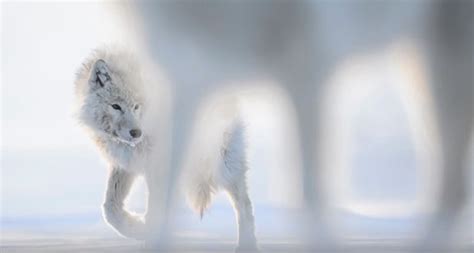 Video: Life in the Cold—Photographing Arctic Animals