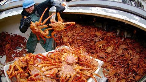 Amazing Catch Hundreds Tons Alaska King Crab on the Sea - Amazing ...