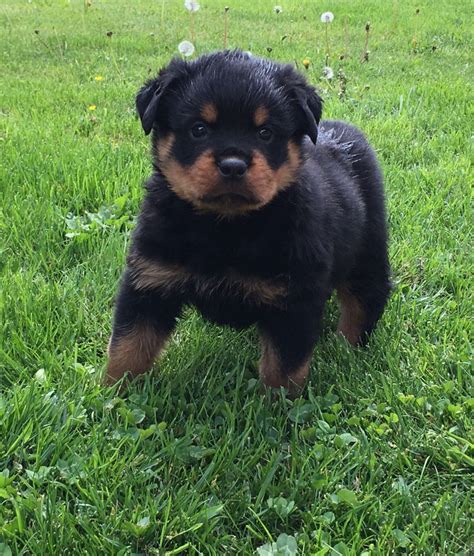 Rottweiler Puppies For Sale | Massachusetts Avenue, MA #202397