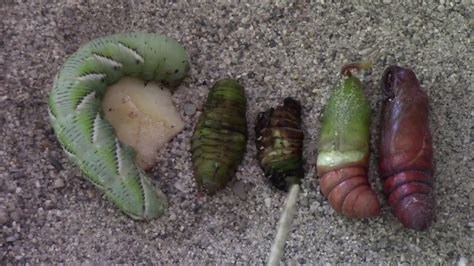 tomato hornworm life cycle video - Junko Knoll