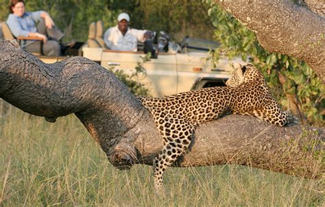 Manyeleti Private Game Reserve – African Safari Tours