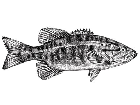 Pen and ink smallmouth bass drawing by Jen Borror | Hoot Design Studio ...