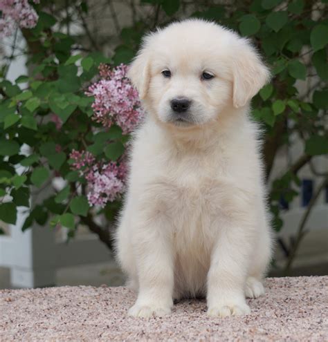 AKC Registered English Cream Golden Retriever For Sale Fredericksburg, – AC Puppies LLC