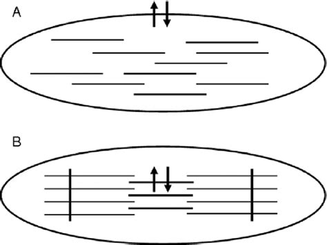 Movement of water along the osmotic gradient during contraction and... | Download Scientific Diagram