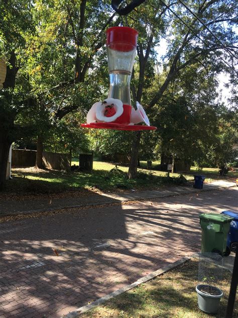 these are the smallest hummingbirds I’ve ever seen in my feeder. Does ...