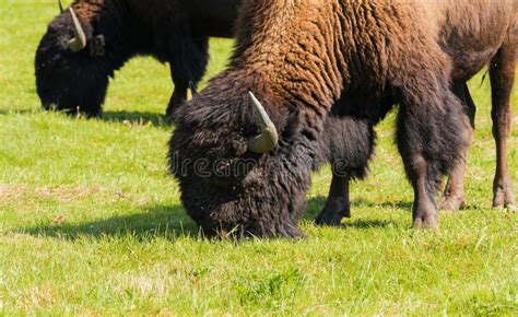 American Bison (Bison Bison) Simply Buffalo Stock Image - Image of ...