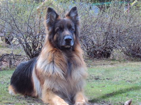 German Shepherd Dogs Names