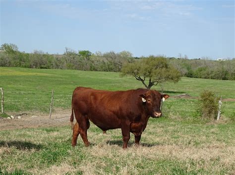 Red Angus Cattle | 100% Grass-Fed Hormone Free Livestock | Witt Ranch ...