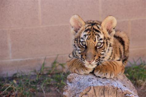 Tiger Cubs In The Wild