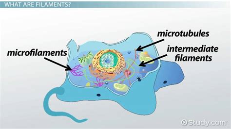 Filament in Biology | Definition, Types & Examples - Lesson | Study.com