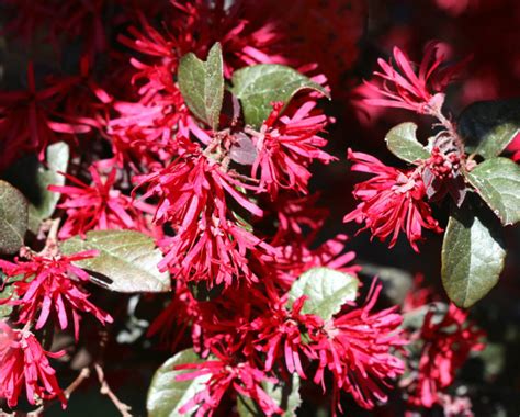 Loropetalum | Home & Garden Information Center