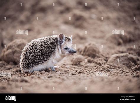 Egyptian long-eared hedgehog Stock Photo - Alamy