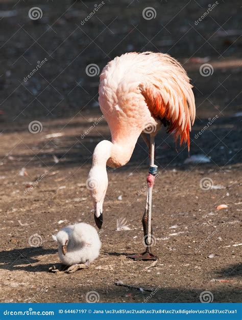 American Flamingo with Baby Stock Image - Image of ruber, pink: 64467197