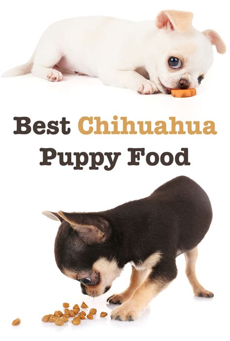 Best Food For Chihuahua Puppy - Tips and Reviews To Help You Choose