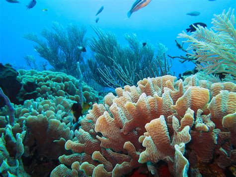 Can coral reef restoration save lives? | UNder the C | Coral reef photography, Coral reef, Coral ...